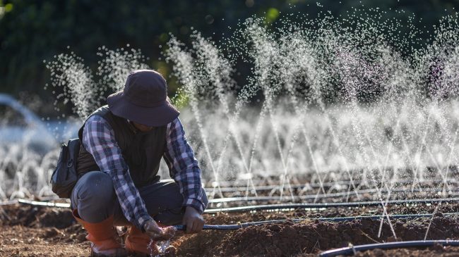 Asian farmer is fixing the clogged in the hose of irrigation watering system  growing organics plant during spring season and agriculture concept